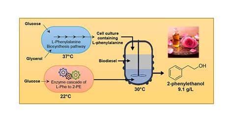 Production of Natural 2-Phenylethanol from Glucose or Glycerol with ...