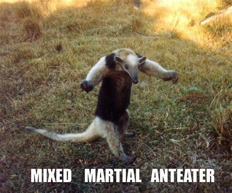 [Image - 746] | I'm an Anteater!!! | Know Your Meme