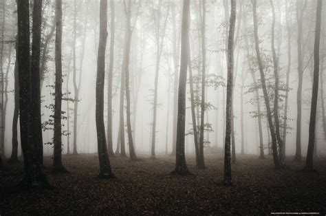 Mysterious Forest Wallpapers - Top Free Mysterious Forest Backgrounds ...