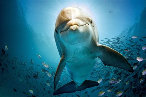 Dolphin hd wallpaper | 2048x1365 | Gludy