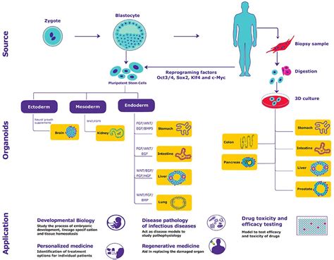 3D Organoid Culture: New In Vitro Models of Development and Disease