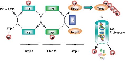 Figure 2 from The ubiquitin-proteasome system and its role in ...