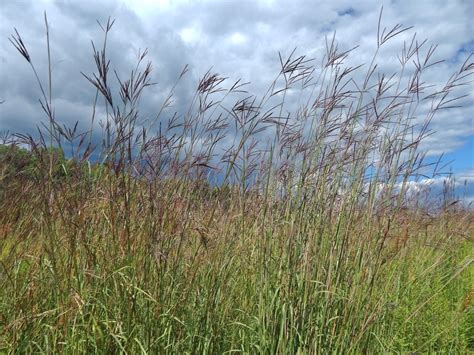 Big bluestem | Season Watch