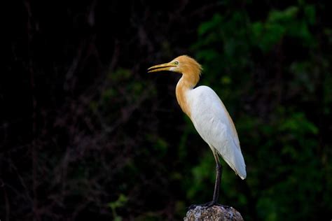 28 Wild Animals in Botswana [Wildlife in Botswana] - Kevmrc