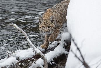 Bobcat Habitat Facts: Lesson for Kids | Study.com