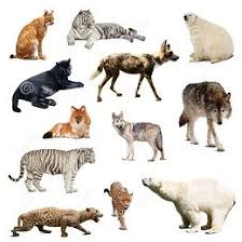 2 EL MUNDO DE LOS ANIMALES - Pictoeduca