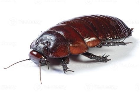 Australian giant burrowing cockroach on white background 847761 Stock Photo at Vecteezy