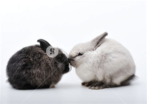 Little two rabbits on white Royalty-Free Stock Image - Storyblocks