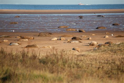 Seals at Donna Nook, Lincolnshire - Lincolnshire Wedding Photographer | Lincoln Photographer