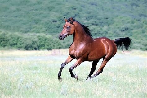 Arabian Horse Breed Characteristics, Health & Nutrition Guide | Mad Barn