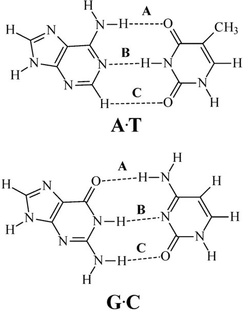 Hydrogen Bonds Between Thymine And Adenine