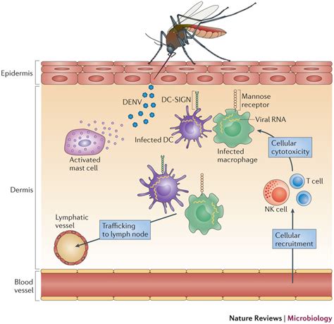 Shipping Off to Singapore: Delving into Dengue, Part 2: Current Dengue ...