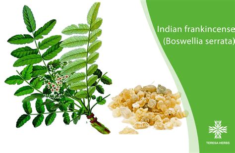 Uses of Indian Frankincense (Boswellia Serrata) for health - Teresa Herbs