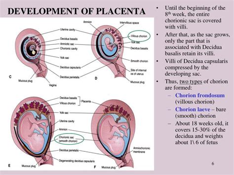 Placenta Development Stages