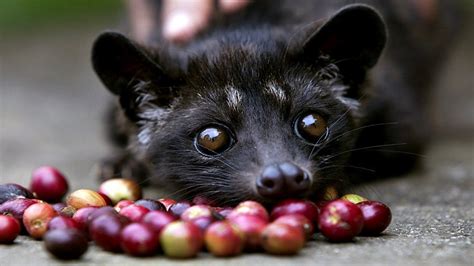 Kopi Luwak or civet coffee, the world’s most expensive brew kills Asian palm civets | LifeGate