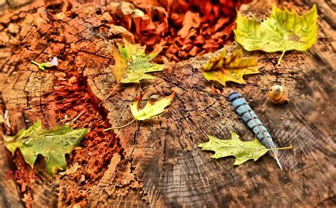 Falling Feather Photograph by Bret Gardner - Fine Art America