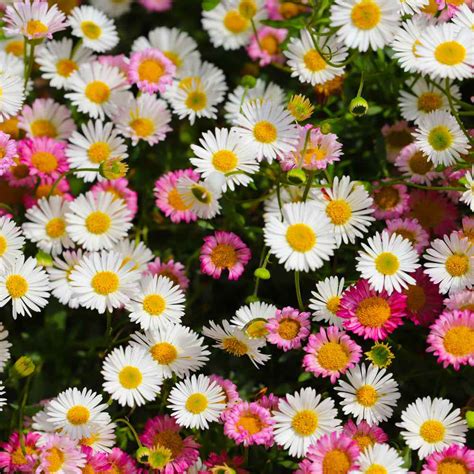 Erigeron Seeds - Karvinskianus Santa Barbara Daisy Flower Seed