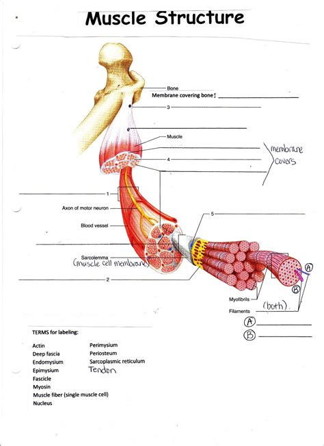 Muscular System Labeling Worksheet