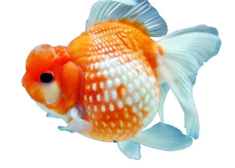 Goldfish PNG Images Transparent Free Download | PNGMart.com