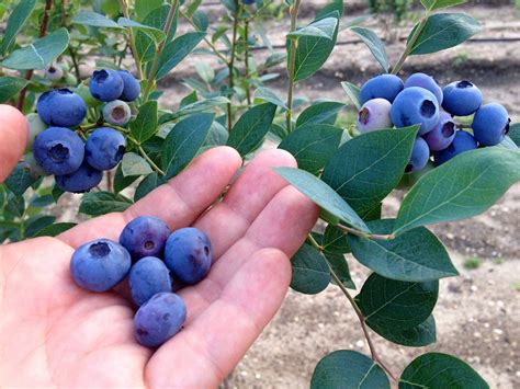 Blueberry Plants and Bushes - DiMeo Farms Blueberry Experts