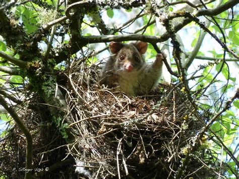 Ringtail Possum © – Habitat Ecology