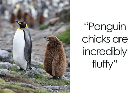 36 Penguin Facts That Shed Some Light On These Awesome Birds | Bored Panda