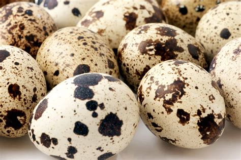 Quail Eggs: Health Benefits, Recipes & More - Heritage Acres Market LLC