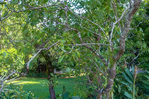 The Story of Hawaii's Rare Sandalwood Trees - Air to Hawaii