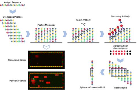 PEPperCHIP Epitope Mapping - Zedira GmbH