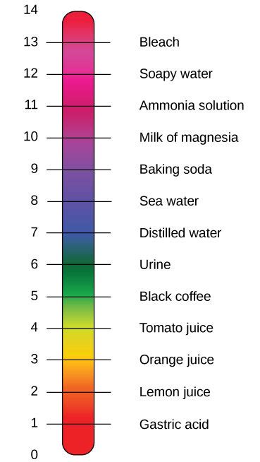 Acids and Bases | Biology for Majors I