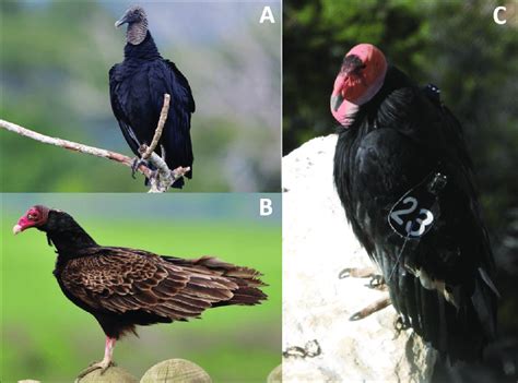 The 3 vulture species occurring in the United States, the black vulture ...