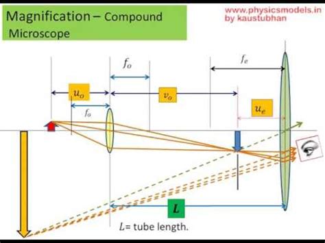 Compound Light Microscope Magnification Calculation | Shelly Lighting