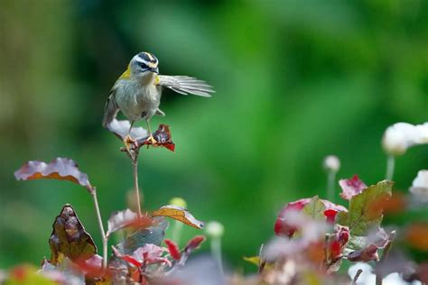 Common Firecrest Kinglets (Regulus ignicapillus) | Earth Life