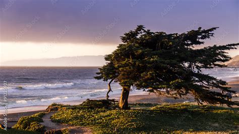 Windswept cypress tree along the northern California coast Stock Photo ...