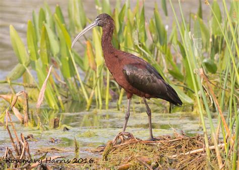 Glossy Ibis in Breeding Plumage. | Taken earlier this year i… | Flickr