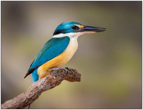 Sacred Kingfisher - Australia - FM Forums