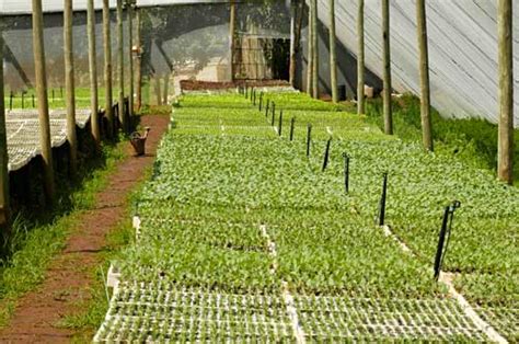 Commercial Hydroponic Farming | Basic layout of a seedling nursery irrigation system ...