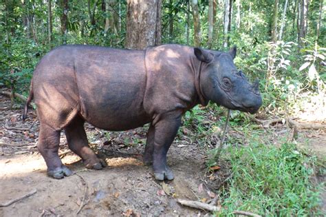 Ulang Tahun Badak Sumatera Andatu ke-6 Tahun – Yayasan Badak Indonesia