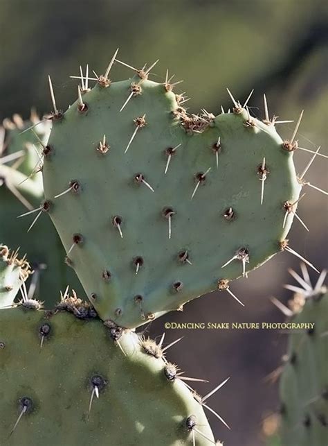 17 Best images about Arizona Plants & Cacti on Pinterest | Plants, Agaves and Pears