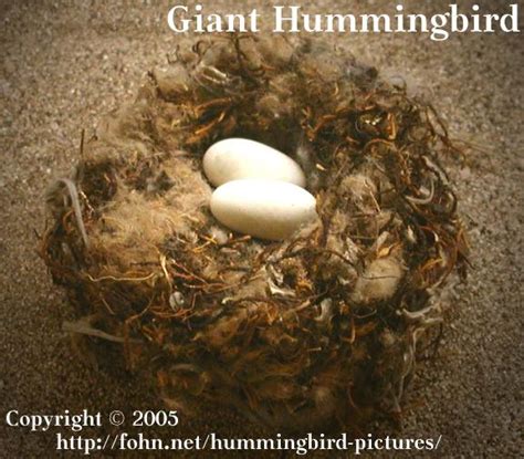 Hummingbird Pictures Guide: Giant Hummingbird