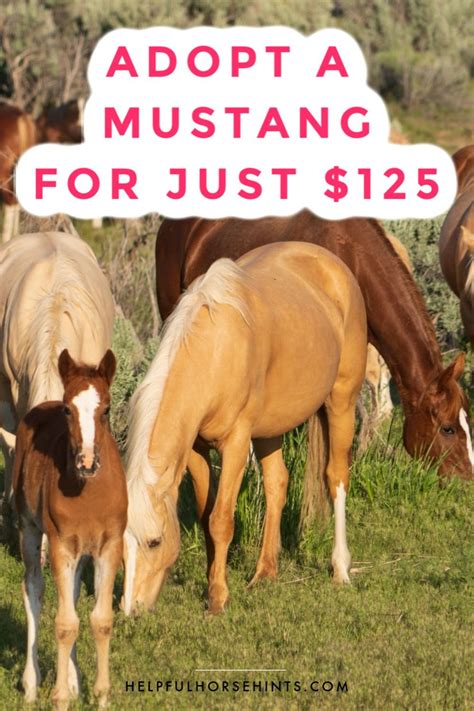 How to Adopt A BLM Mustang for Just $125 | Horse rescue, Horse adoption, Mustang horse