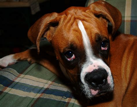 Sad Dog | Flickr - Photo Sharing!