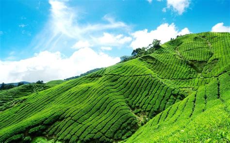 nature wallpaper beautiful (1920x1200) | Munnar, Tour packages, Kerala ...