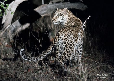 Leopard-Hunting-at-night