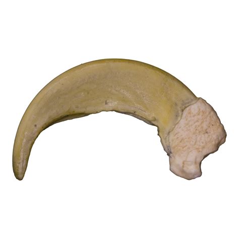 Replica Sloth Bear Claw For Sale – Skulls Unlimited International, Inc.