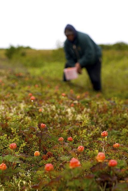 Tundra "salmonberry" (cloudberry) picking | Berries, Tundra, Native people