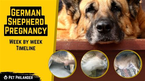 German Shepherd Week by week Pregnancy Timeline ! Dog Health - YouTube