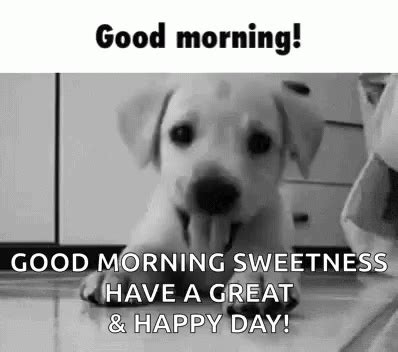 Good Morning Dog GIF