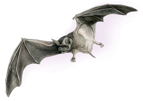 The Mexican Free-Tailed Bat – Texas Monthly