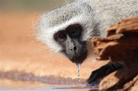 Monkey drinking water at photographic hides - Indlovu River lodge